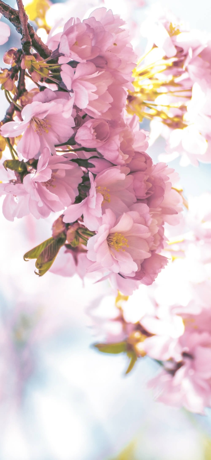 Blossoms Mural
