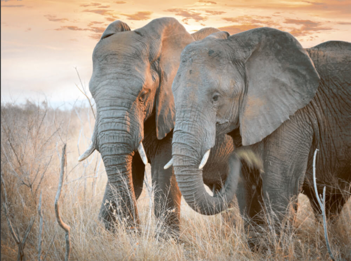 Elephants Mural